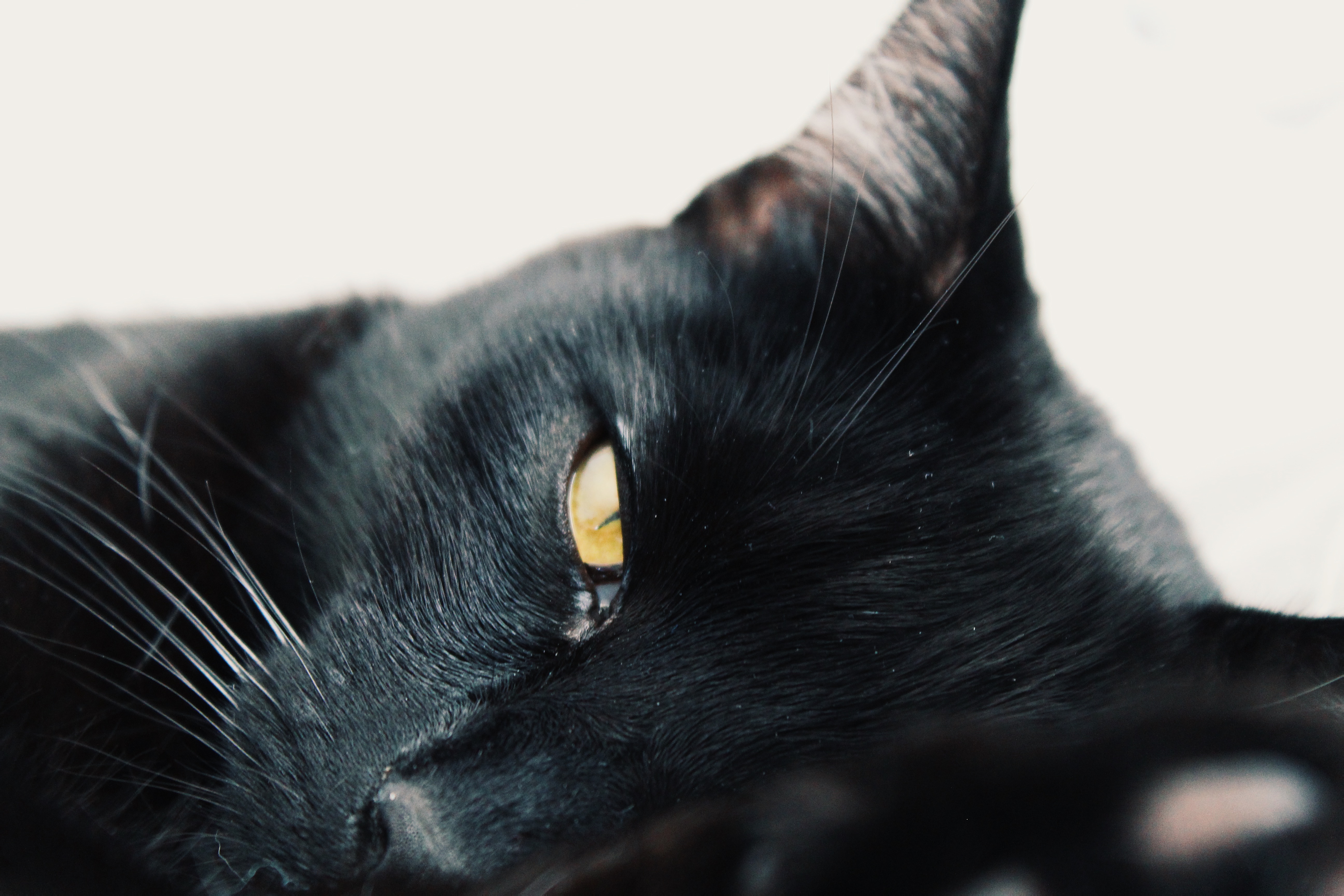 Batman, a black cat stares at the camera while laying down.