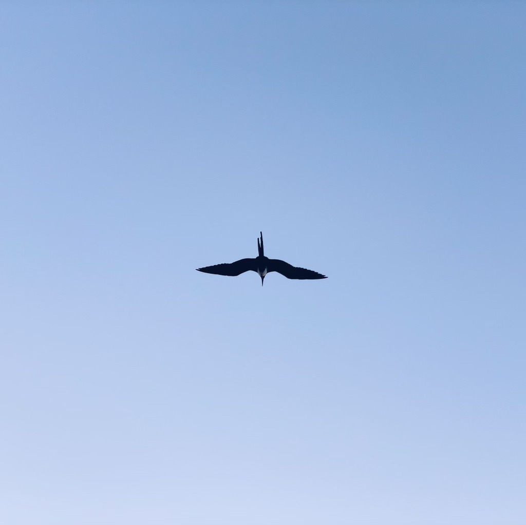 Bird flies in the sky at sunrise in Isla Mujeres
